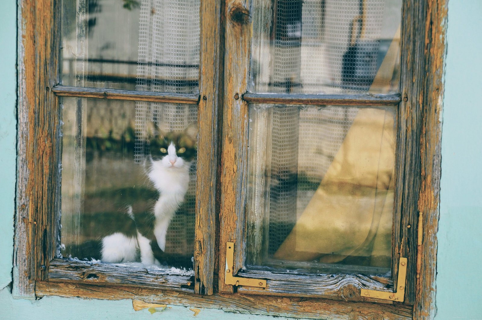 cat looking through window during daytime